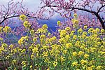 山花