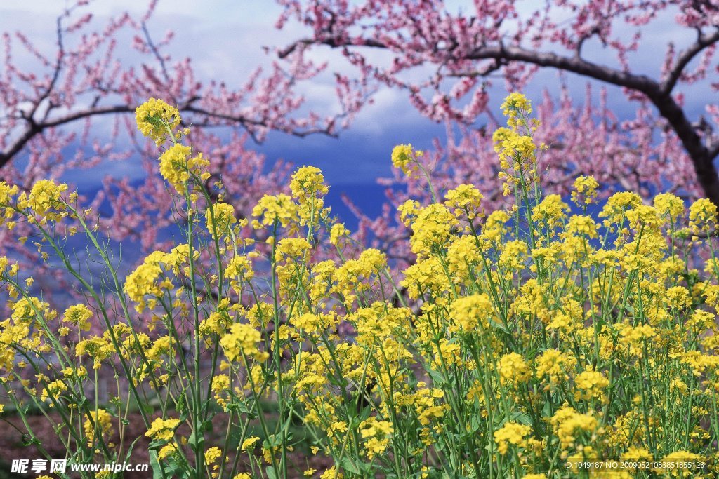 山花