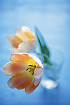 花卉