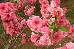 英花蜜蜂