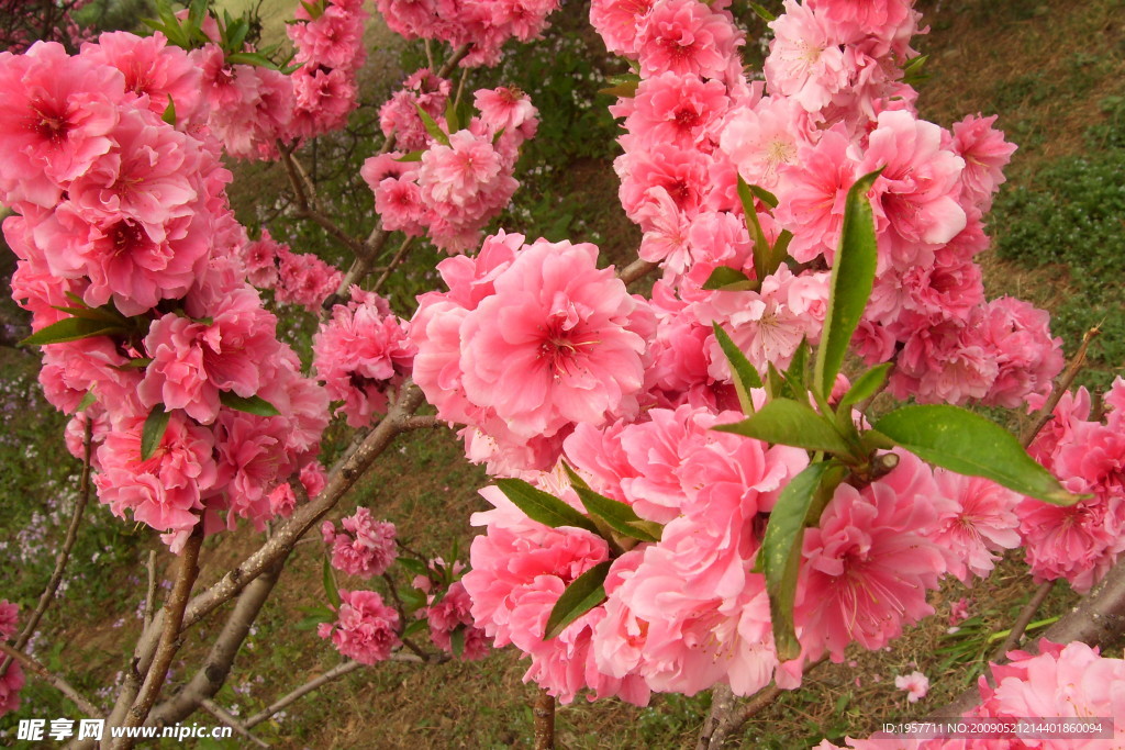 英花蜜蜂