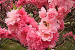 英花蜜蜂