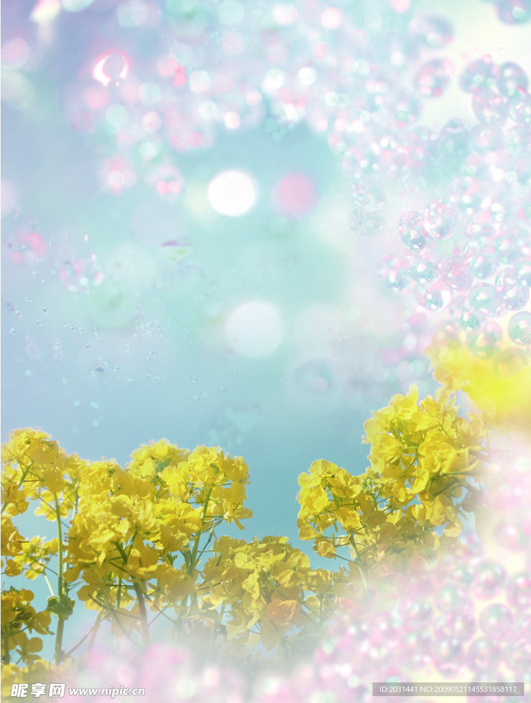 迎春花