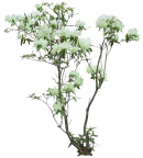一株白花