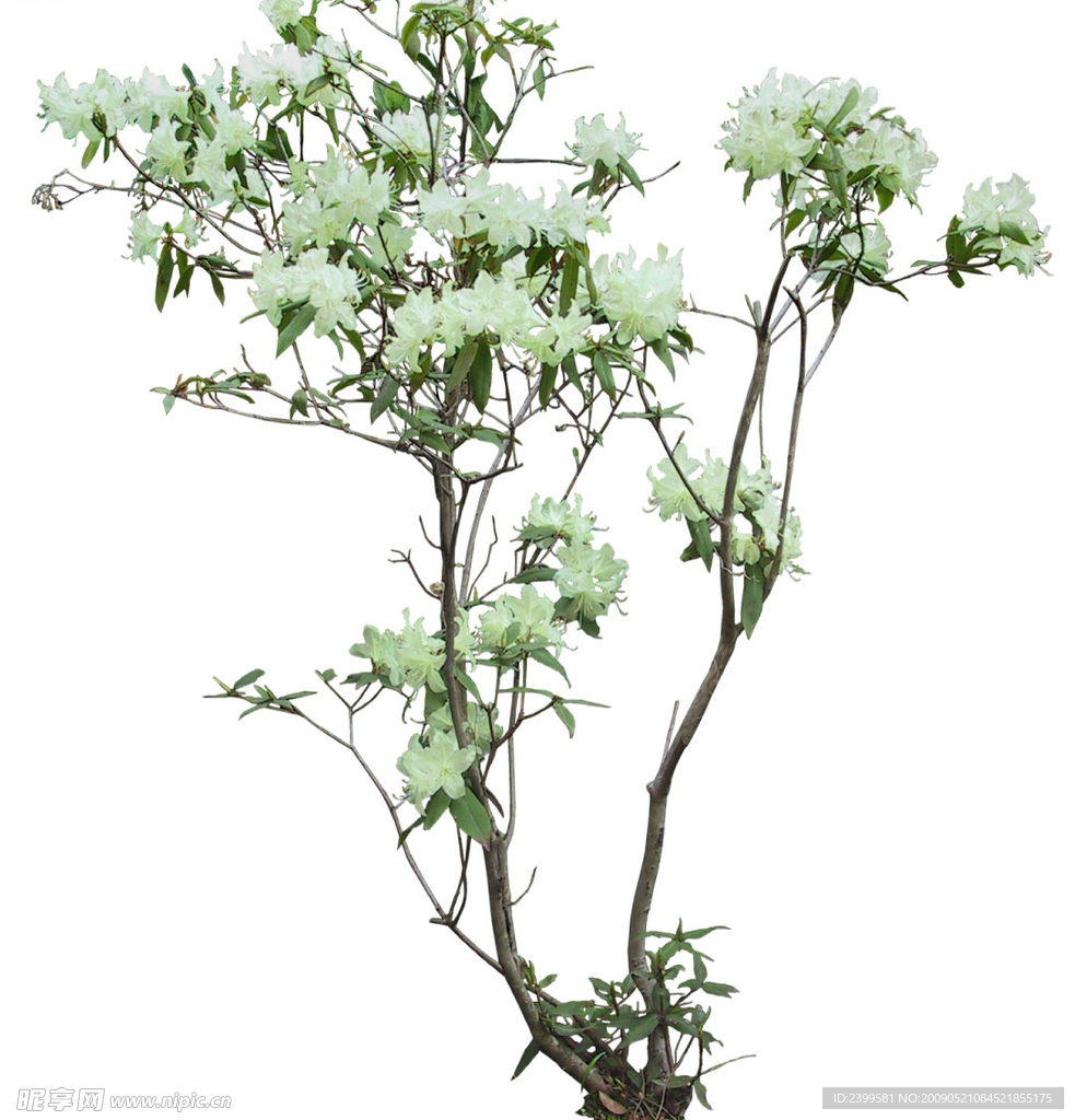 一株白花