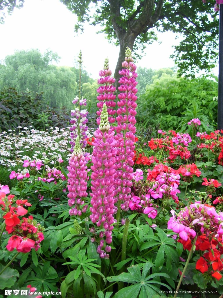 鲜花