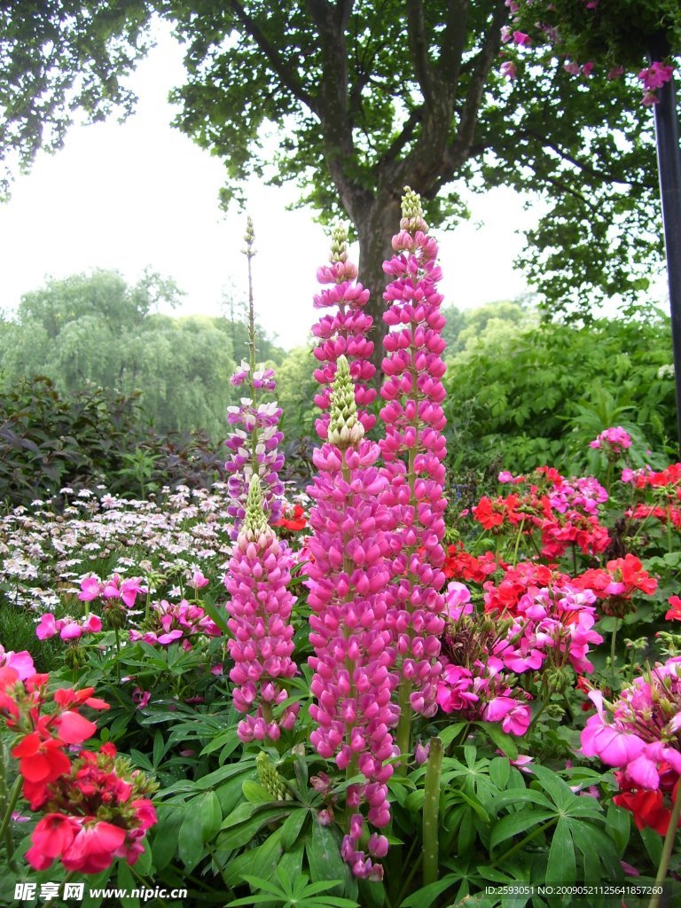鲜花