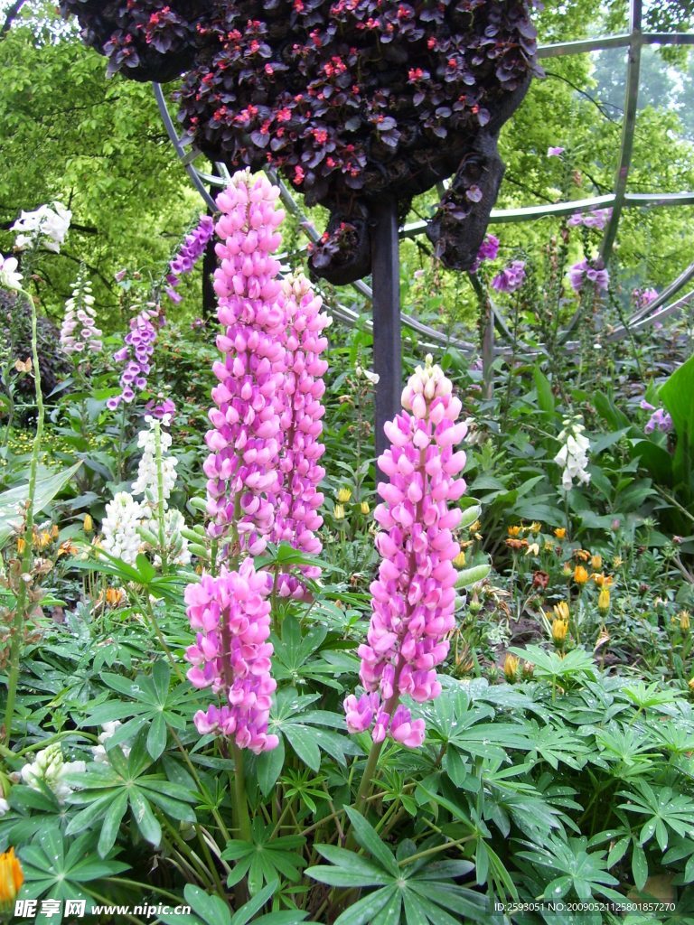 鲜花