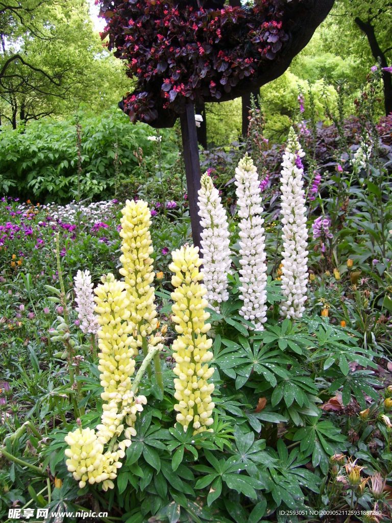 鲜花