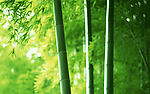 超清晰竹林