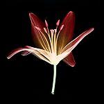 百合花X光照