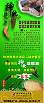 娃娃鱼广告