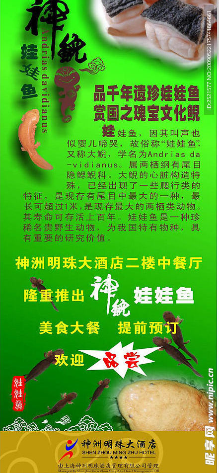 娃娃鱼广告