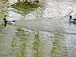 湖水