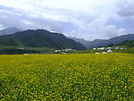 油菜花