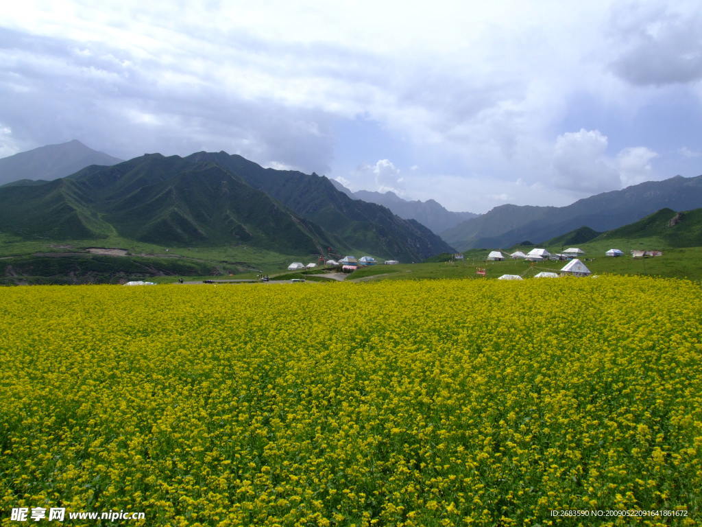 油菜花
