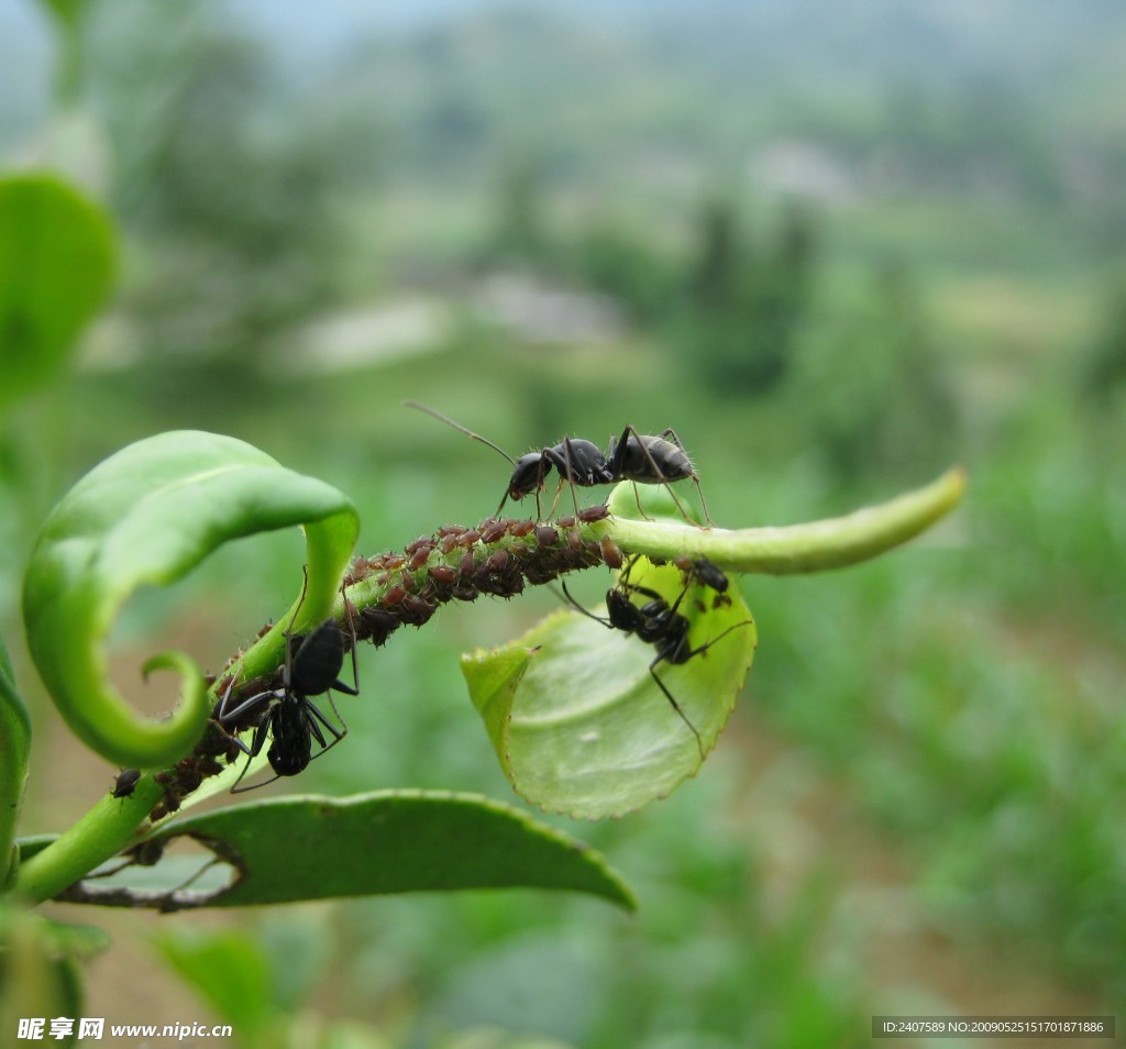 草茎上的大蚂蚁高清图片素材-编号14407695-图行天下