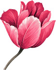 一支花