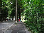 林荫路