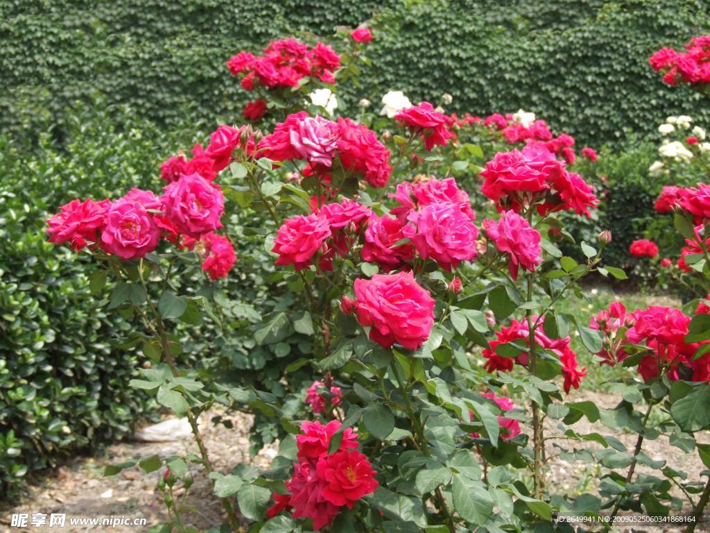 玫瑰花
