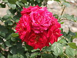 玫瑰花