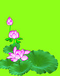 莲