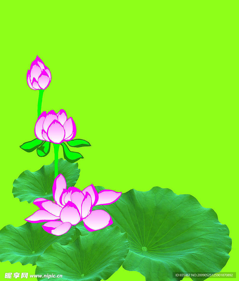 莲