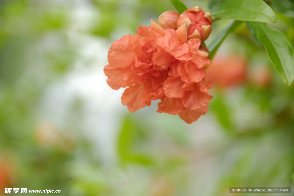 石榴花