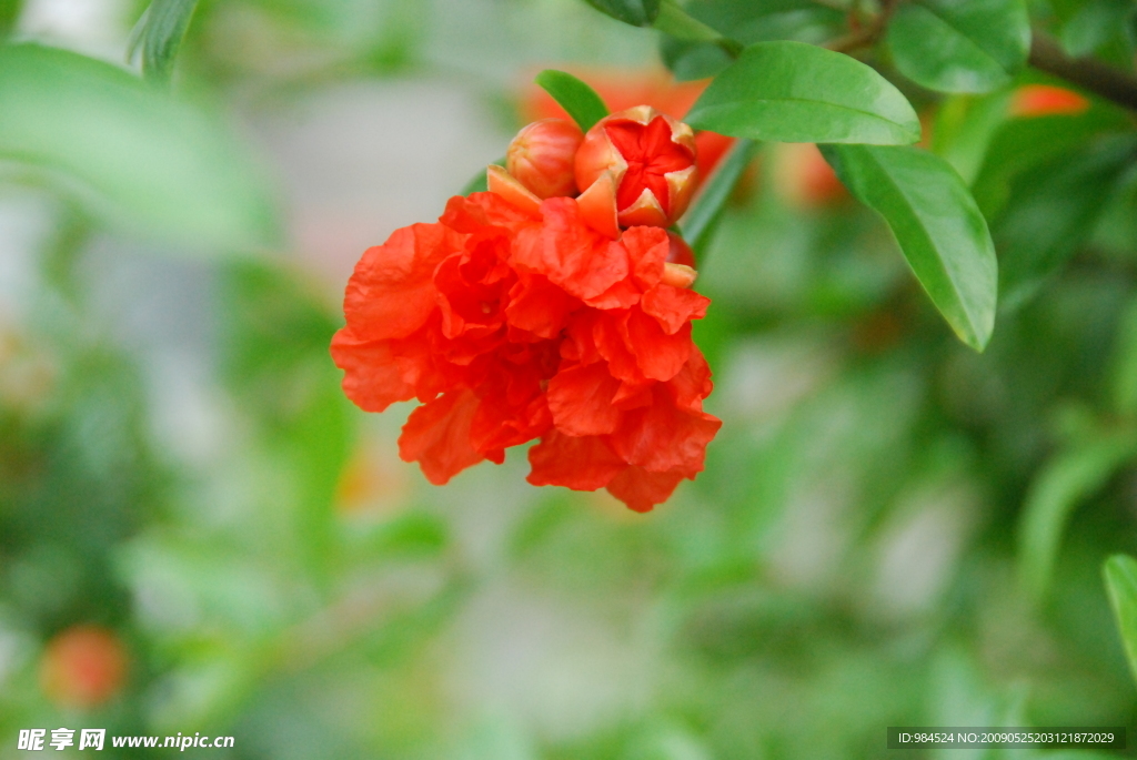 石榴花