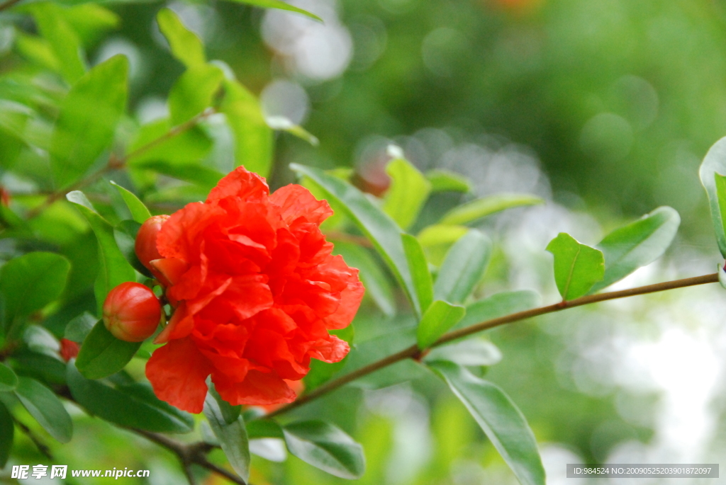 石榴花