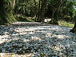 油桐花步道