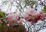 花團錦簇