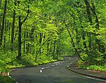 林中公路