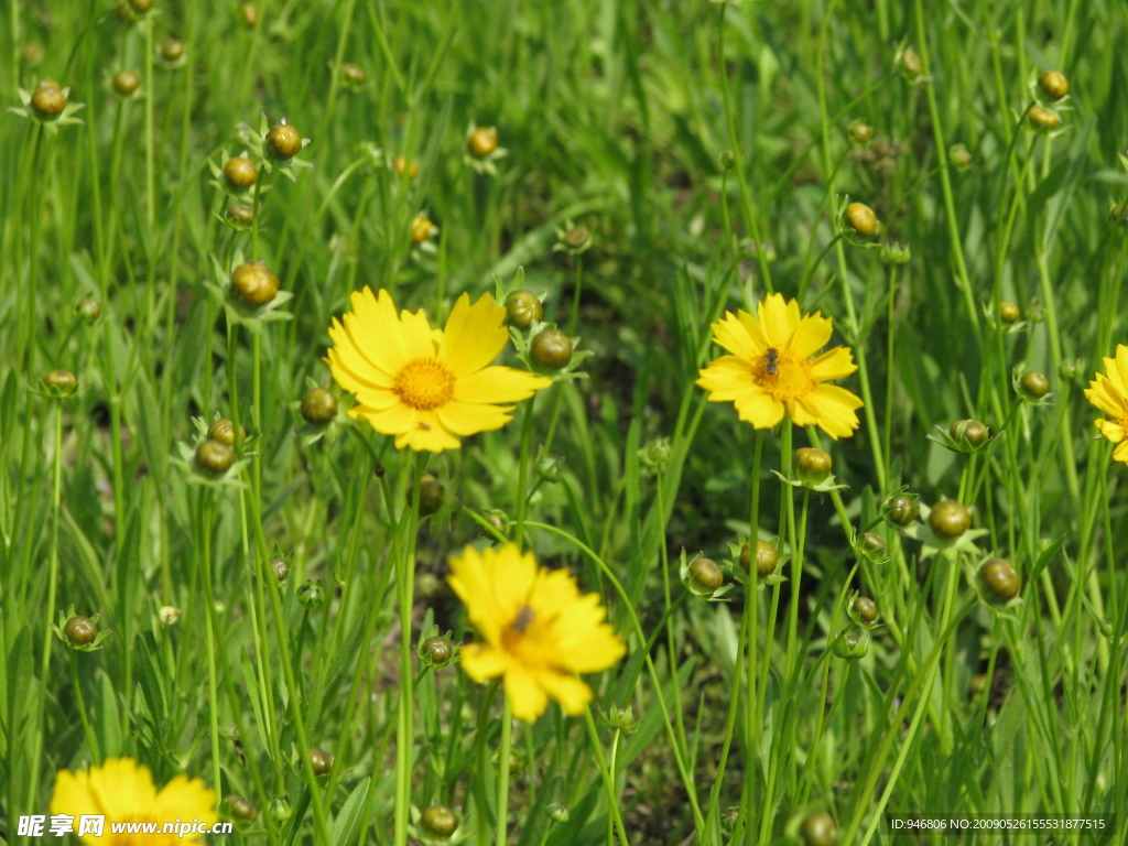 金鸡菊