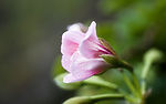 花朵植物