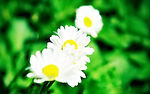 白菊花