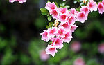 花朵背景