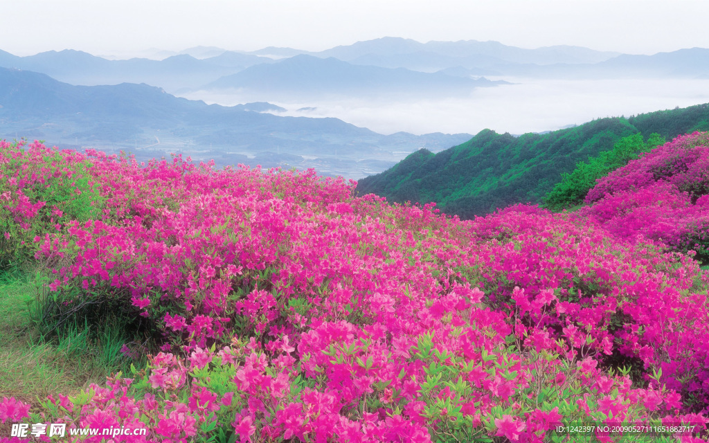 满山花朵