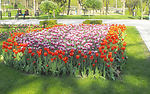 郁金香花园