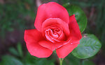 茶花