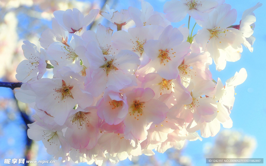 花朵盛开