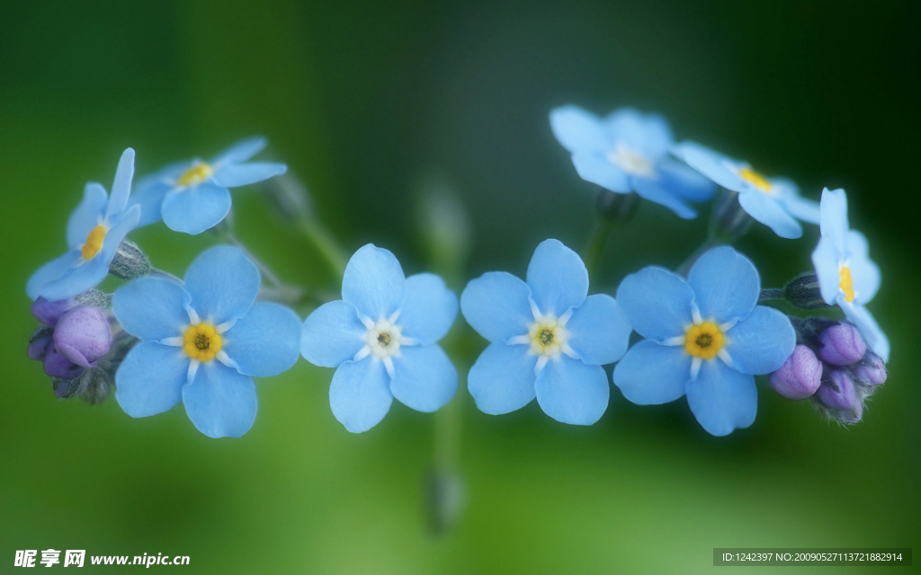 蓝花