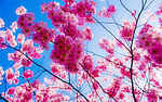 花朵背景