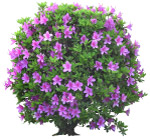 花素材