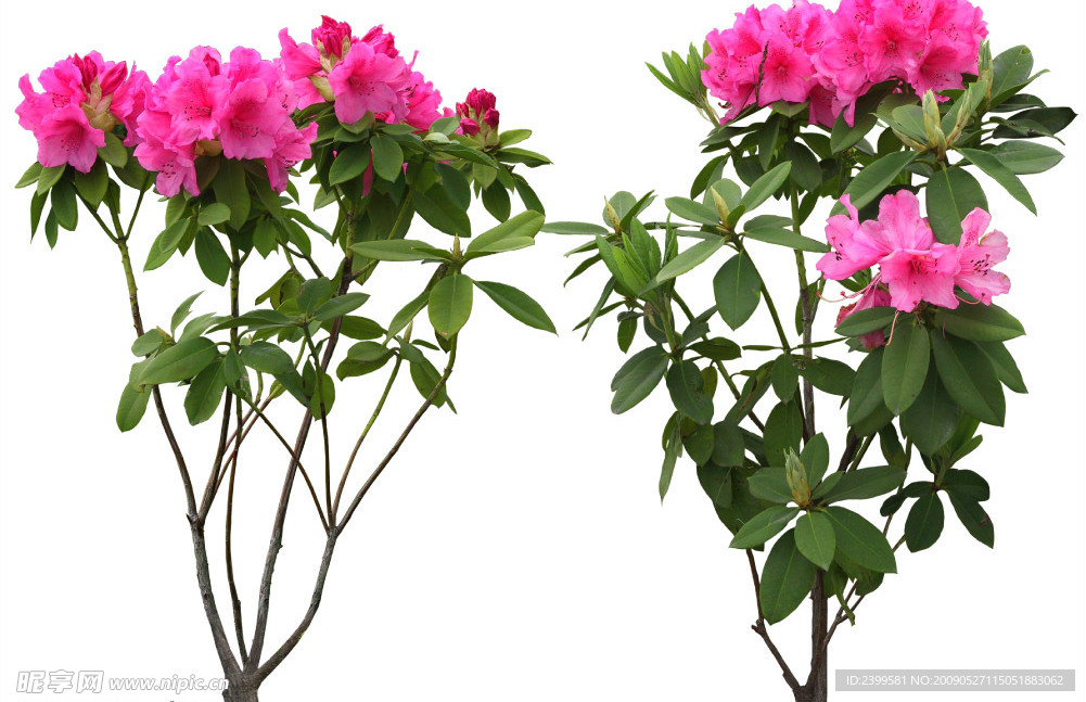 花素材