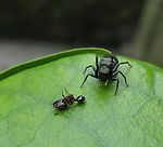 蜘蛛与蚂蚁