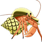 寄居蟹