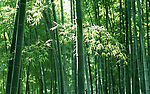 竹林深处
