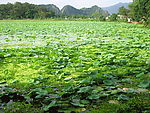 夏荷