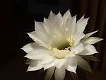 美丽的仙人球花